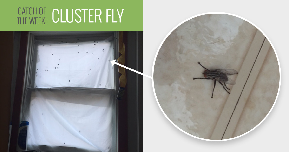 Cluster Flies Preferred Pest Control