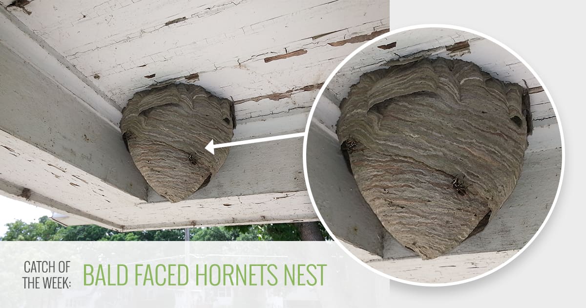 Bald Faced Hornets Nest Des Moines