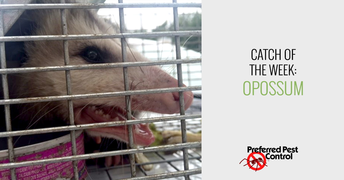 Des Moines Opossum Removal