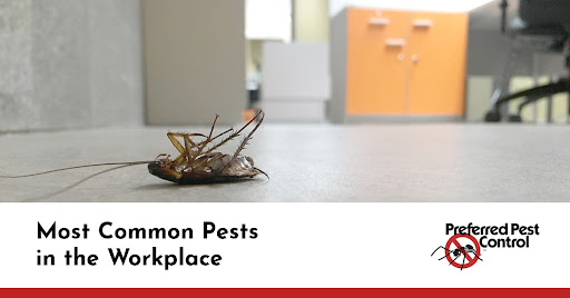 commercial-pest-control-for-offices