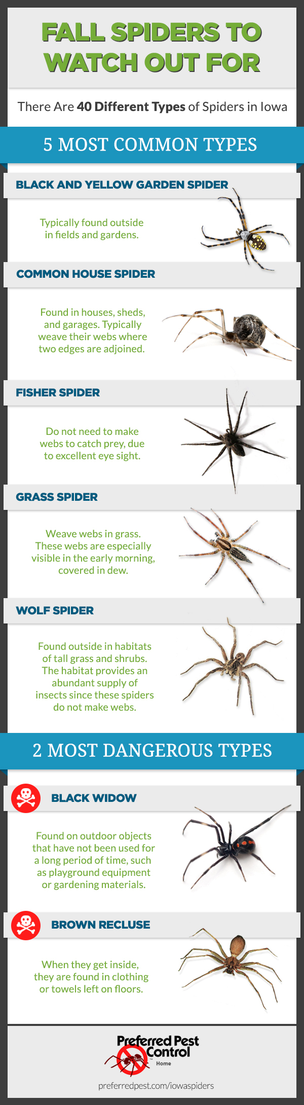 Spiders in Iowa Infographic
