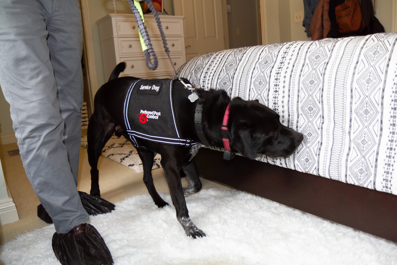 bed bug dog sniffing a bed