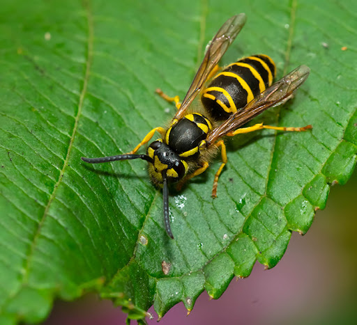 yellow-jacket-exterminator