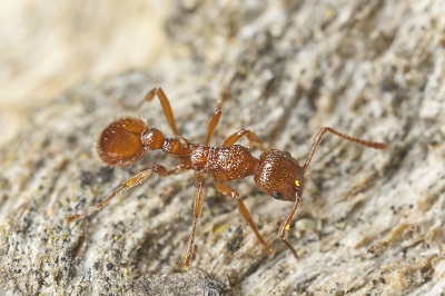 Ant Control Des Moines, IA