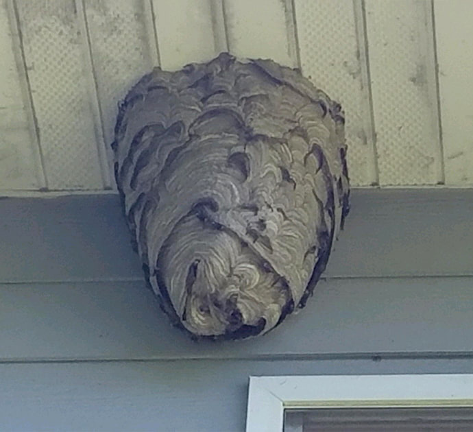 hornet-nest