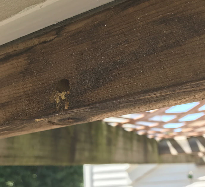 carpenter-bee-nest
