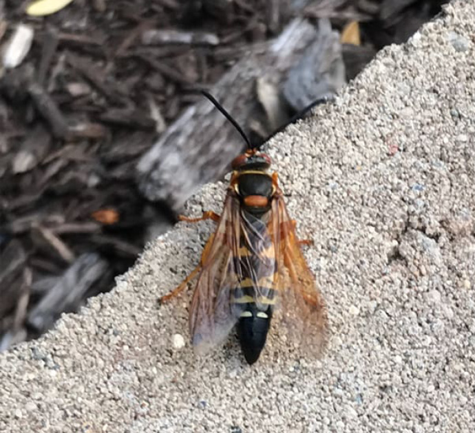 cicada-killer-wasps