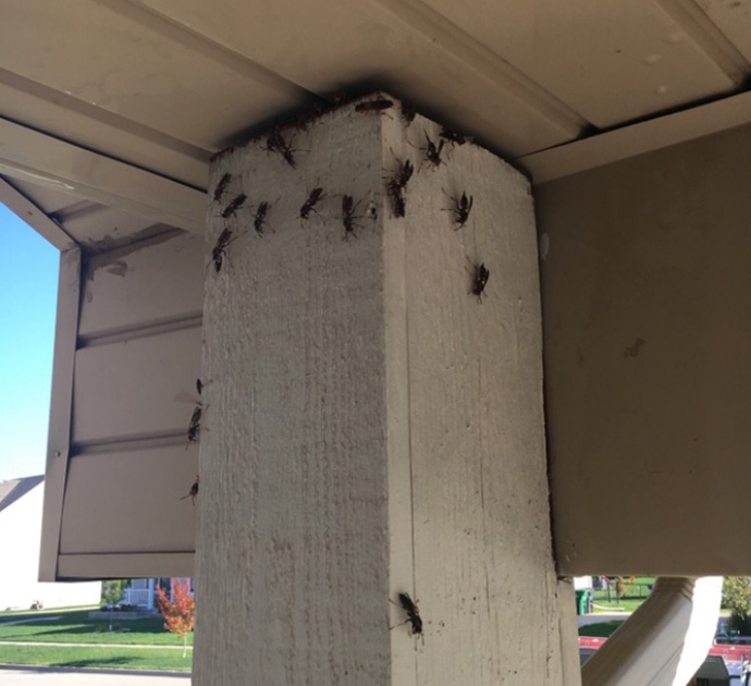 paper-wasp-infestation