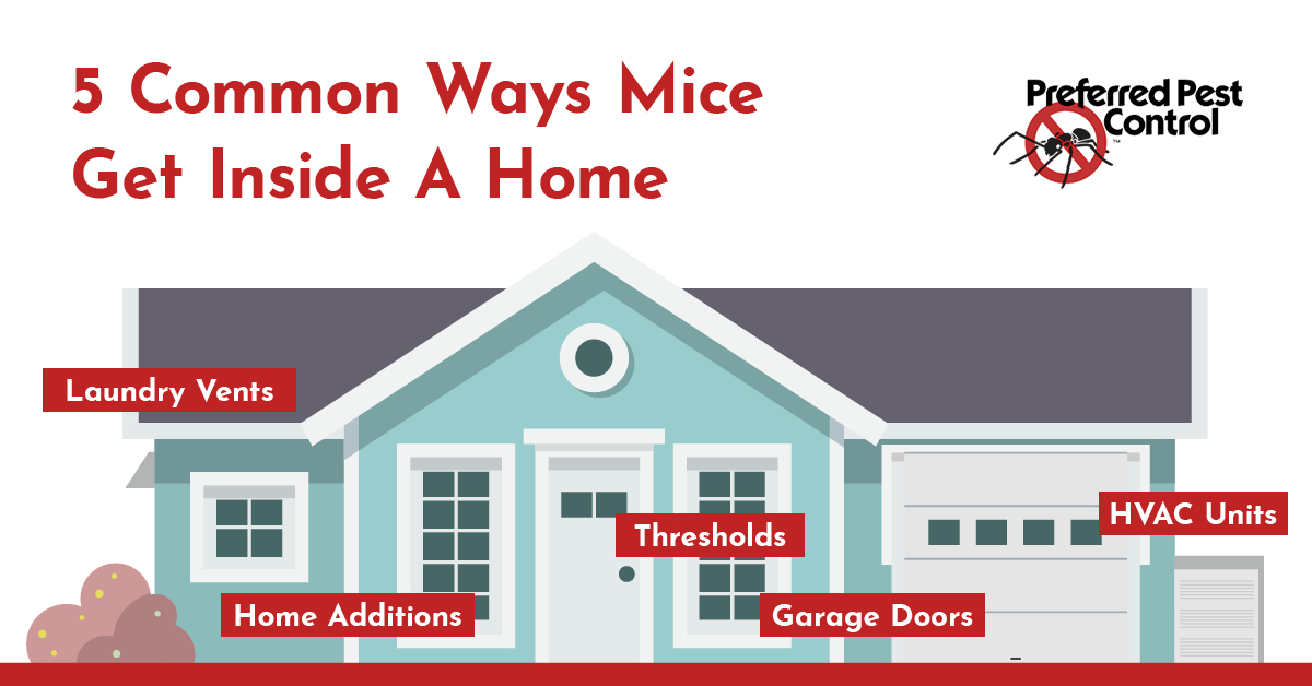 common-ways-mice-get-inside