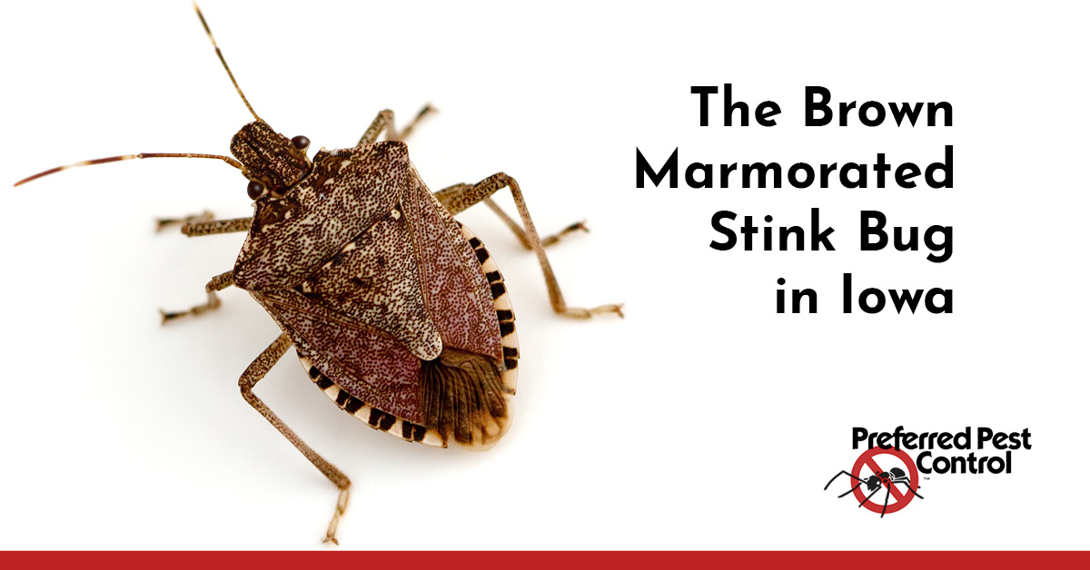 Mamorated Stink Bug in Homes