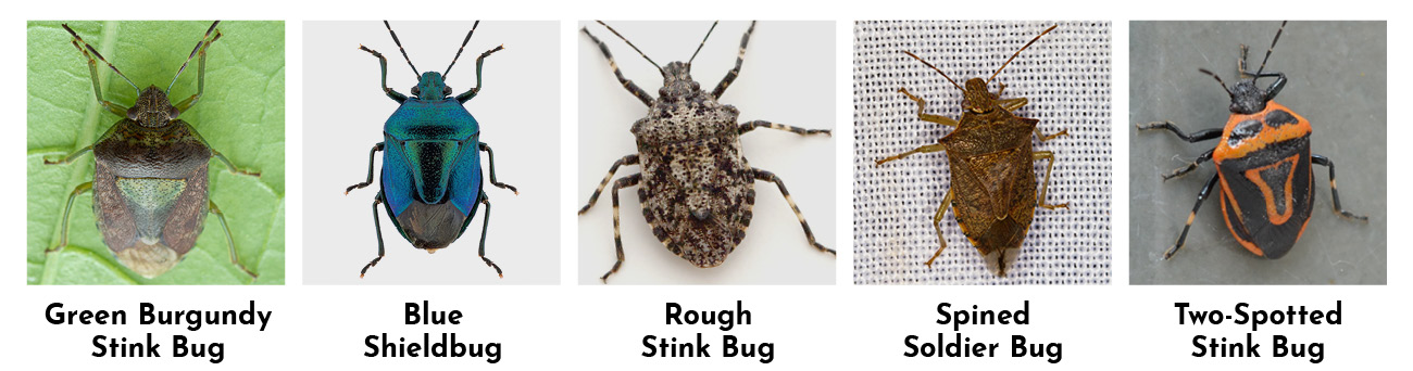types-of-stink-bugs