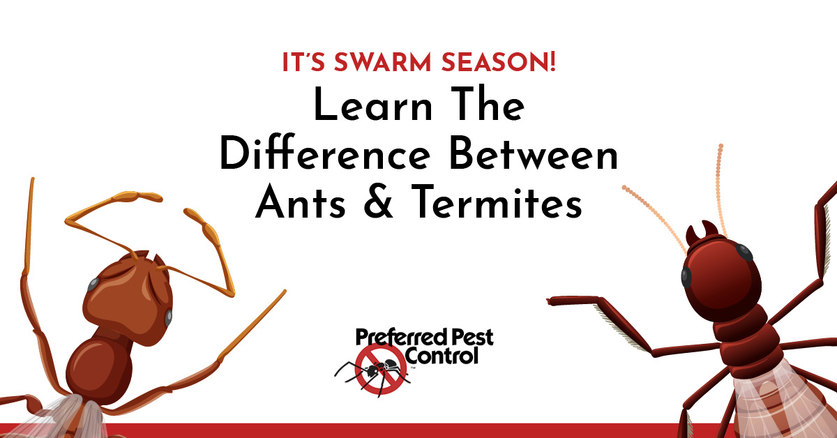 Preferred Pest Control Ants and Termites 