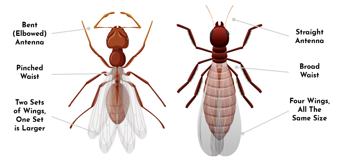 ants-vs-termites-diagram