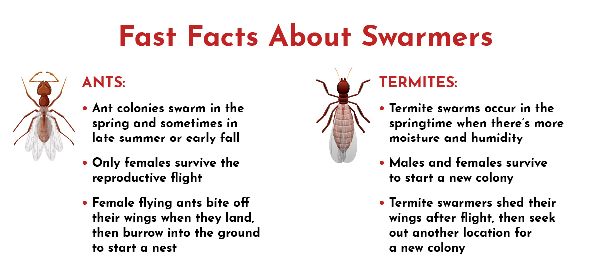 ant-termite-swarmer-facts