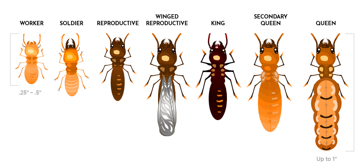 size and stages of termites
