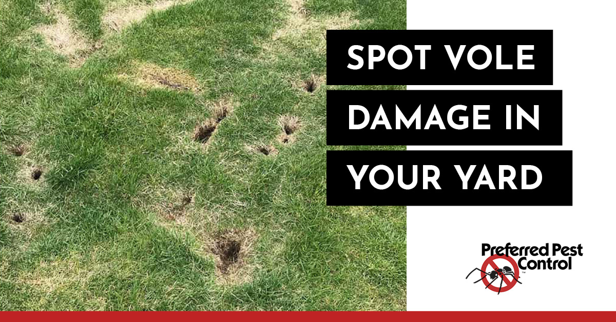 vole-damage-in-yard