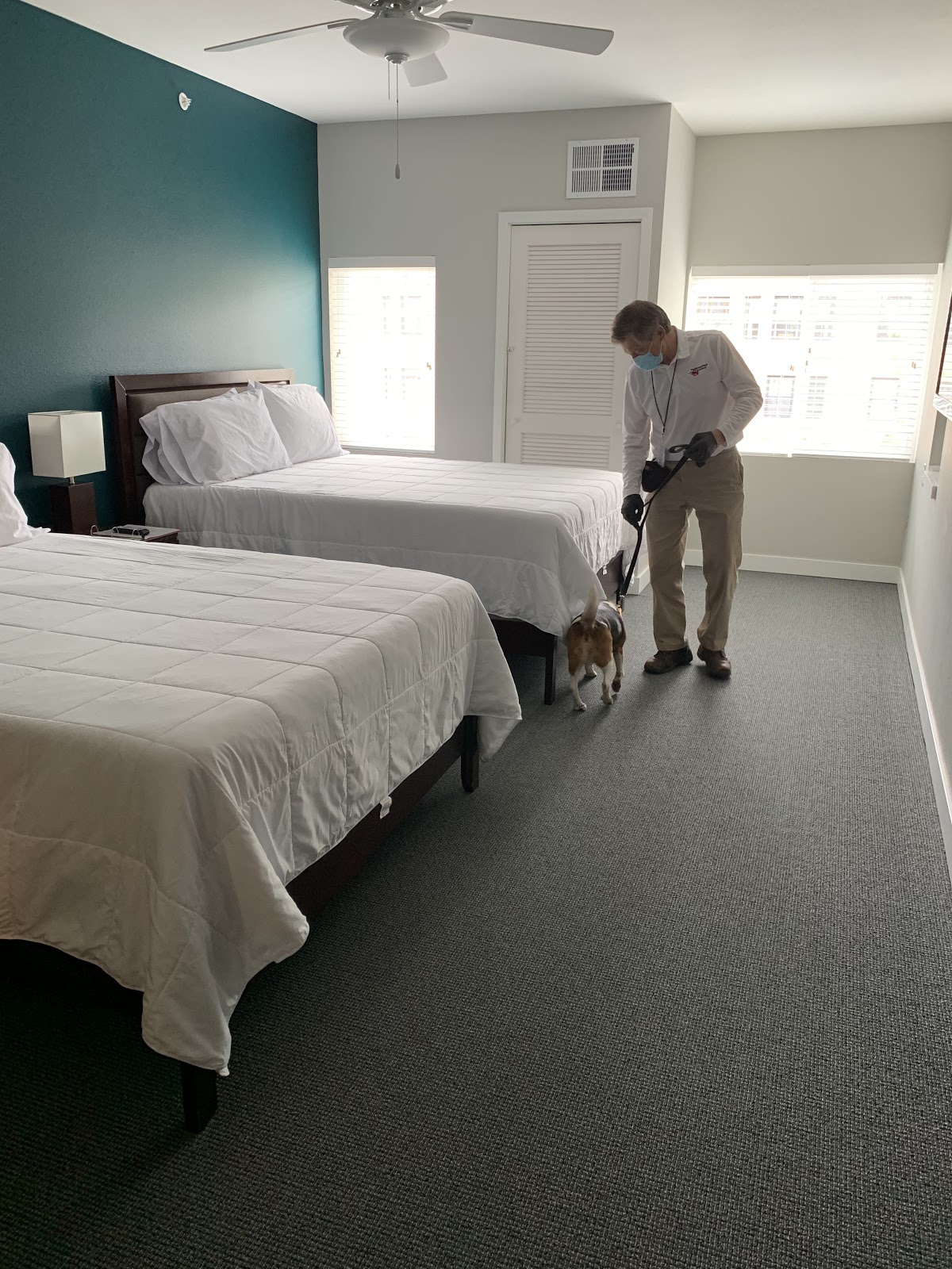 Bed bug solutions for hotels Bed bug detection dog and exterminator performing search