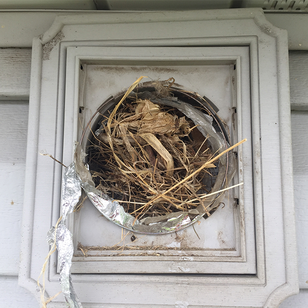 bird's nest in pipe