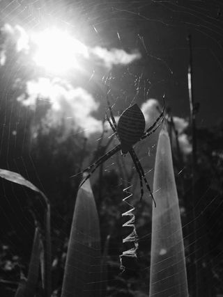 black-white-spider-on-web