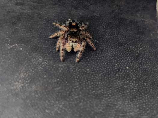 small-fuzzy-spider