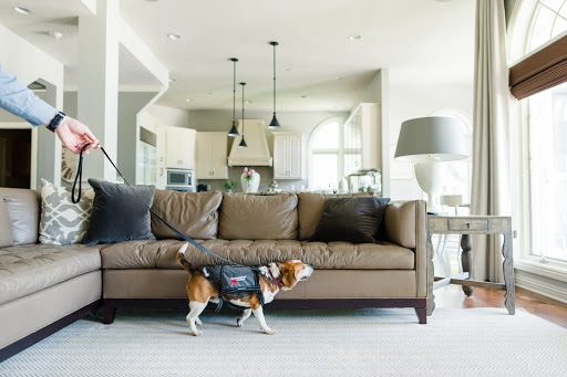 beagle on leash