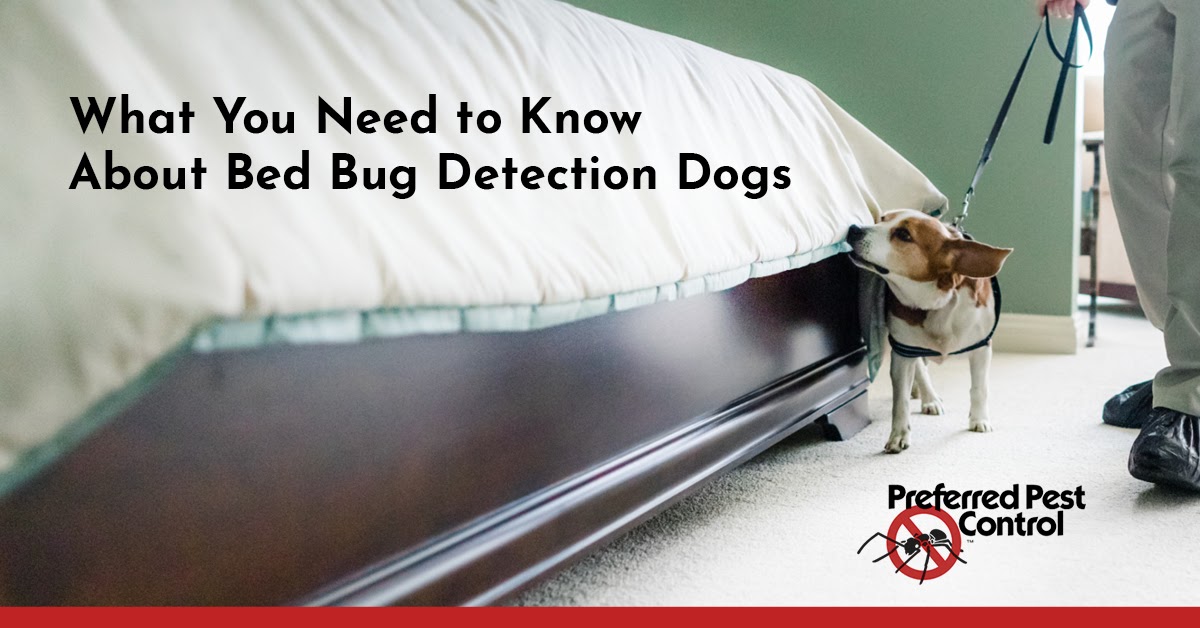 Bed Bug Detection Dog Sniffing Bed