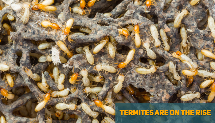 Termites on the Rise in Des Moines Iowa