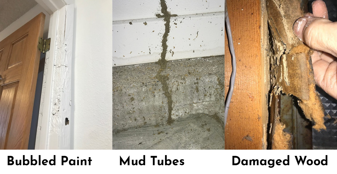 types-of-termite-damage