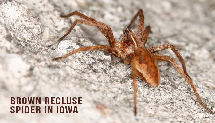 Control of Brown Recluse Spiders - Insects in the City