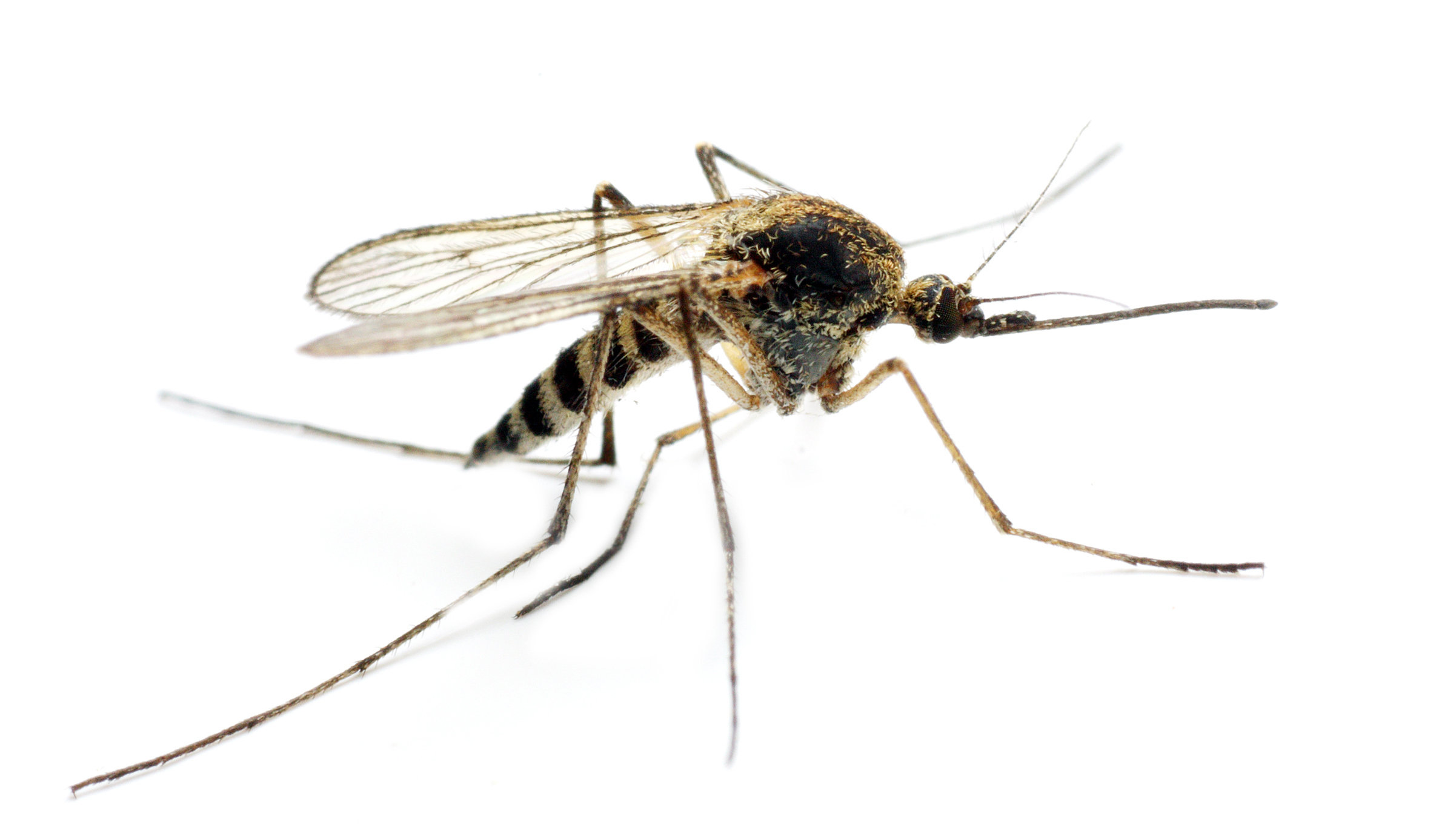 Малярийная муха. Малярийный Москит. Малярийный комар. Полосатый малярийный комар. Малярийный комар с жалом.