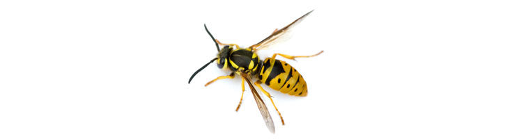 wasp removal