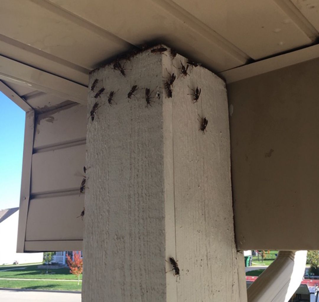 paper-wasp-nest