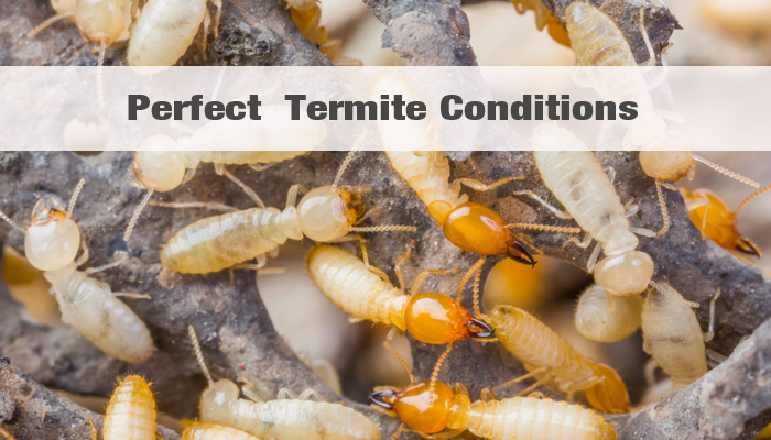 Termite Cartoon Images Stock Photos Vectors Shutterstock