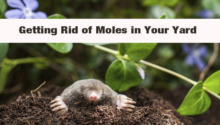 Get Rid of Moles in Your Yard