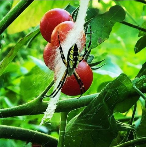 green-spider-on-tomatoes