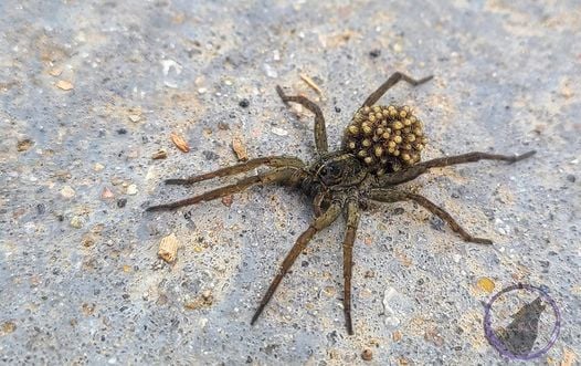 brown-spider-on-pavement