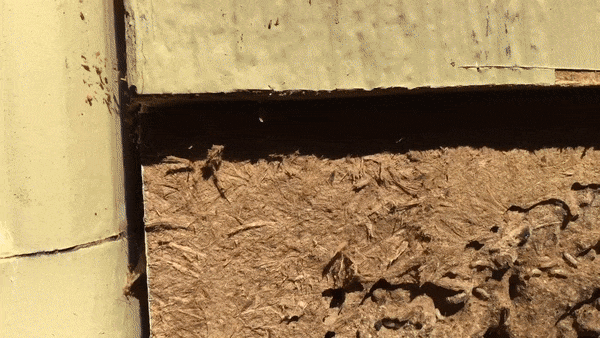 active-termite-colony